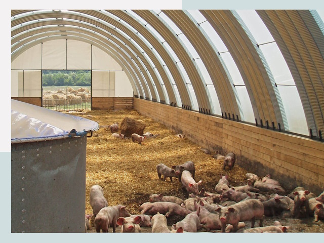 Строительство свинарников в Артеме